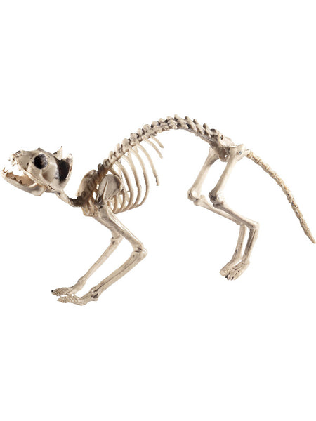 Cat Skeleton Prop, Natural